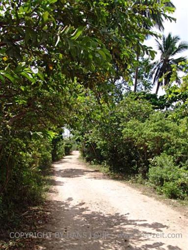 Monkeys and mangroves on Zanzibar, DSC06914b